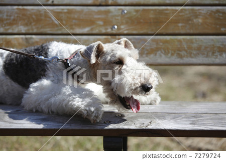 Wire, Fox, Terrier Wire, Fox, Terrier 7279724