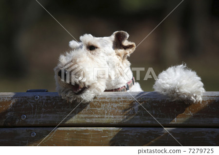 Wire, Fox, Terrier Wire, Fox, Terrier 7279725