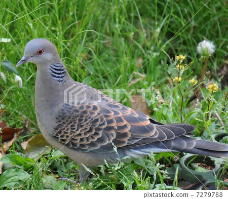 斑鳩 7279788