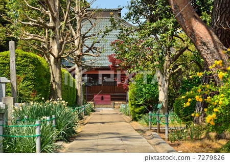 Walking in Tatebayashi / Zenchoji main hall Walking in Tatebayashi / Zenchoji main hall 7279826