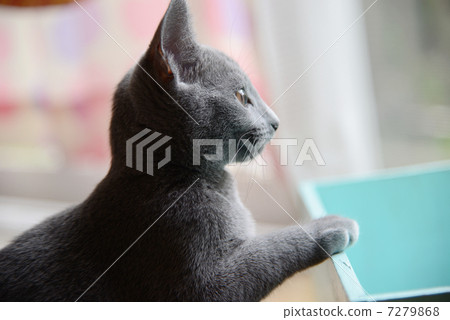 俄羅斯藍 俄羅斯藍 7279868