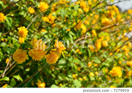 樹·薔薇科 7279959