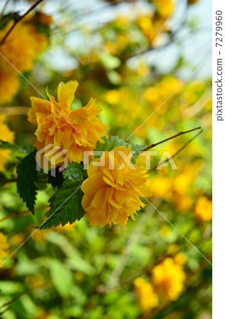 樹·薔薇科 7279960