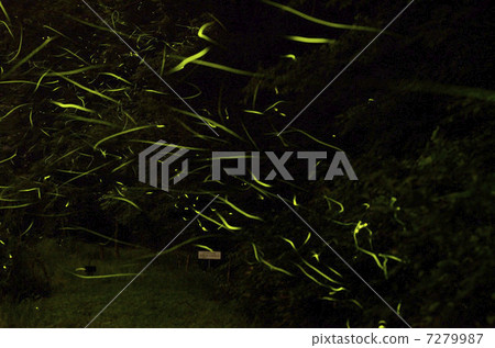 Firefly Village 7279987