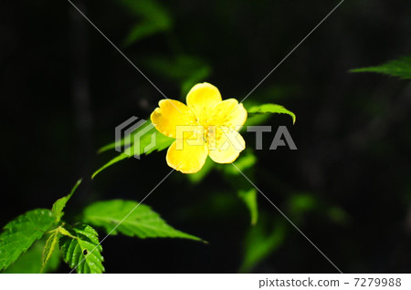 bloom, blossom, blossoms 7279988