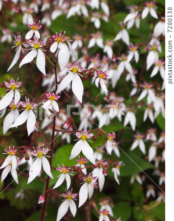 A group of Yukinoshita 7280138