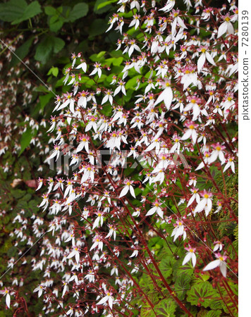 A group of Yukinoshita 7280139