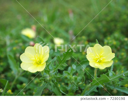 月見草 月見草 7280198