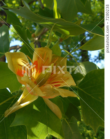 鵝掌楸 鵝掌楸 7280238