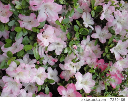 Satsuki in full bloom 7280486