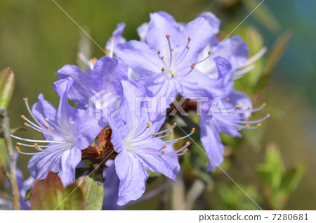 杜鵑花(Rhododendron) 杜鵑花(Rhododendron) 7280681