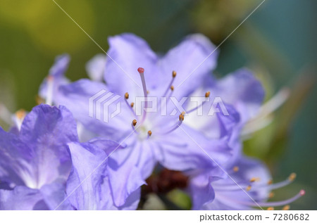 杜鵑花(Rhododendron) 杜鵑花(Rhododendron) 7280682
