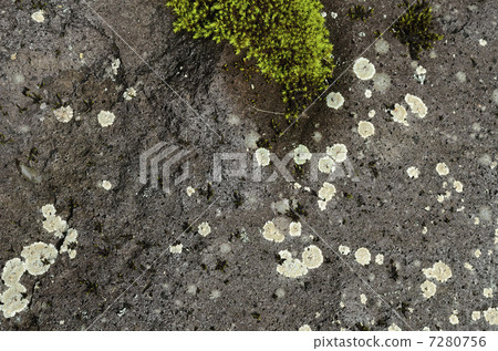 Crawling moss 7280756