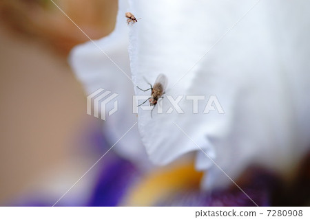 House fly and bug House fly and bug 7280908