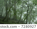 Fog forest Fog forest 7280927