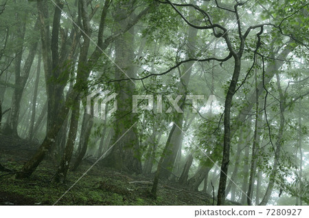 Fog forest Fog forest 7280927