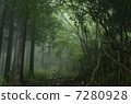 Fog forest Fog forest 7280928