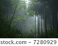 Fog forest Fog forest 7280929