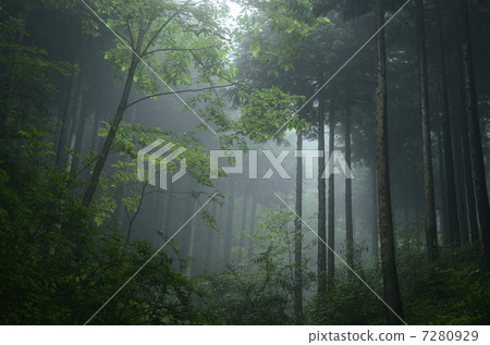 Fog forest 7280929