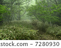 Climbing path of fog Climbing path of fog 7280930