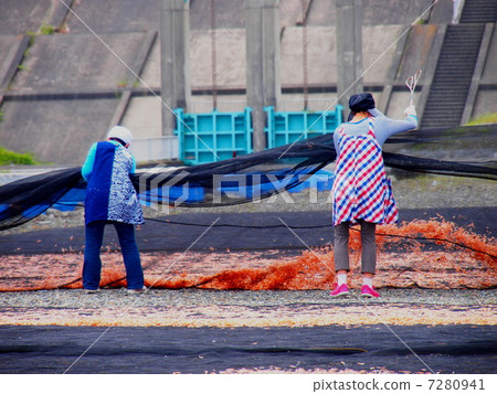 Making dried cherry blossoms 7280941