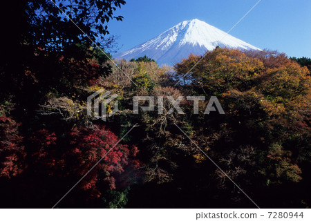 Yellow leaves and Fuji 7280944