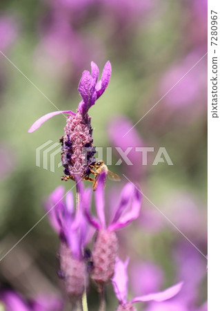 French lavender and bees French lavender and bees 7280967