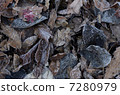 Frost falling leaves Frost falling leaves 7280979