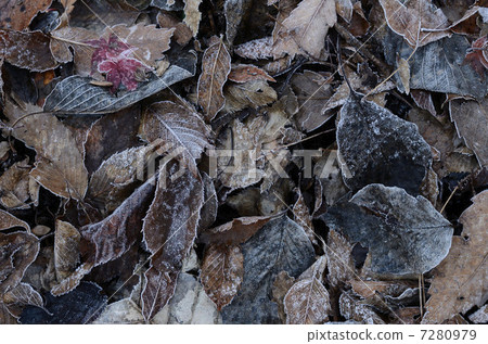 Frost falling leaves Frost falling leaves 7280979