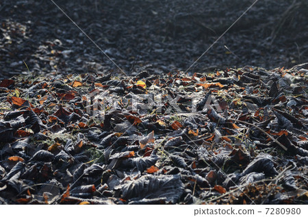 Frost falling leaves Frost falling leaves 7280980