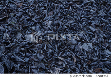 Frost falling leaves Frost falling leaves 7280981