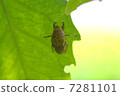 Molting 7281101