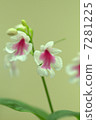 Iwagami 7281225