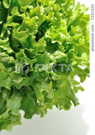 Green Lettuce 7281420