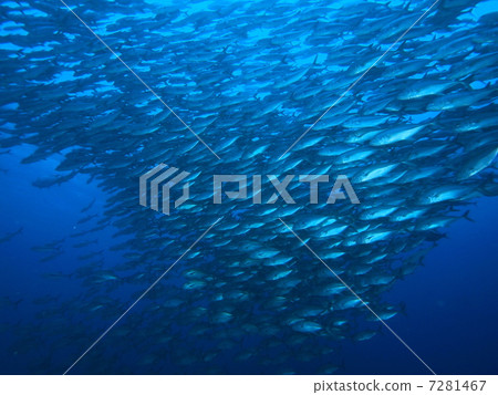 一群銀杏 7281467