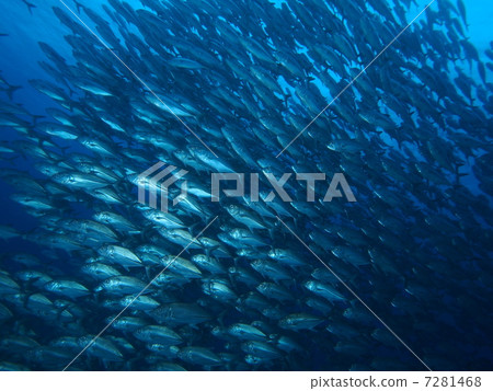 Flock of gingamames 7281468