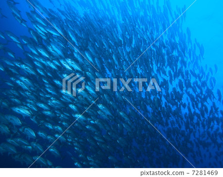 一群銀杏 7281469