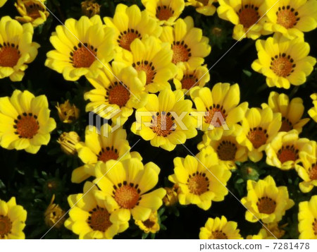 勳章菊屬 7281478