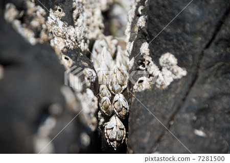 Tortoise Tortoise 7281500