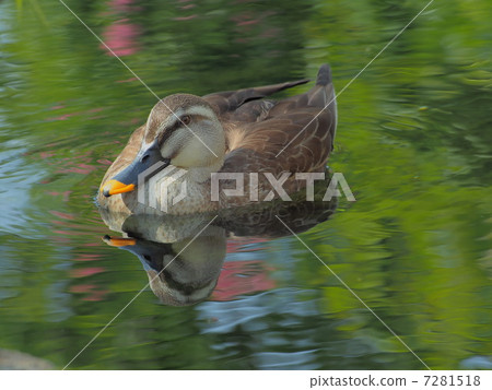 漂浮在河的輕的鴨子 7281518