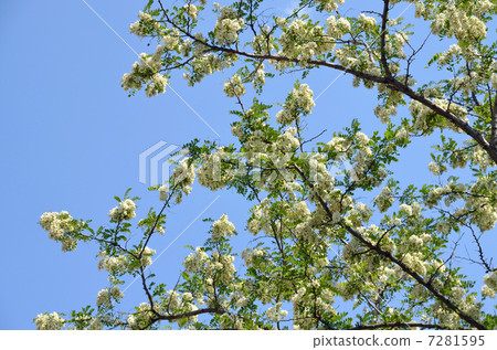 Harienge Harienge 7281595