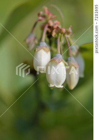 Blueberry (rabbit eye) flowers Blueberry (rabbit eye) flowers 7281695