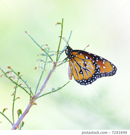 Black Cathedral 7281699