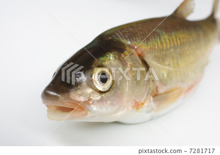 Ugii (Haya) head overlook 7281717