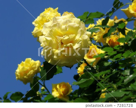 Yellow rose 7281728
