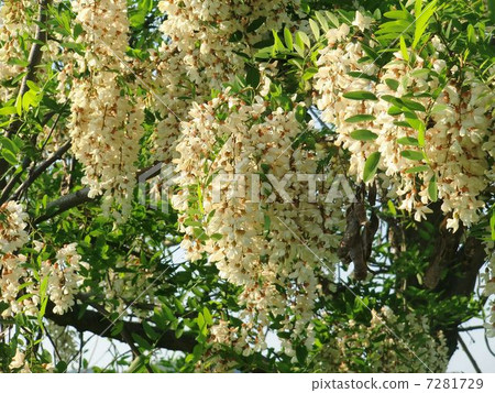 假金合歡 7281729