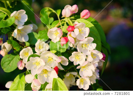 Zumi Flower語言:回憶Malus toringo Zumi Flower語言:回憶Malus toringo 7281801