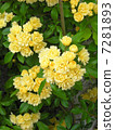  Mokkobara 7281893