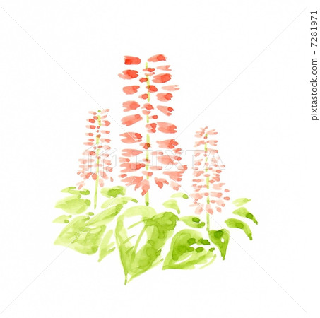 Salvia 7281971