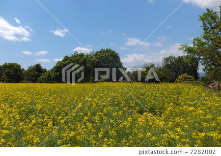 油菜田和藍藍的天空 油菜田和藍藍的天空 7282002